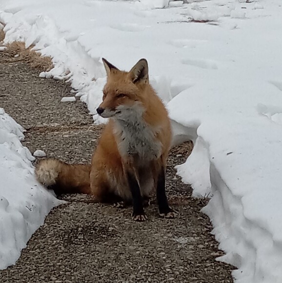 artemisslady